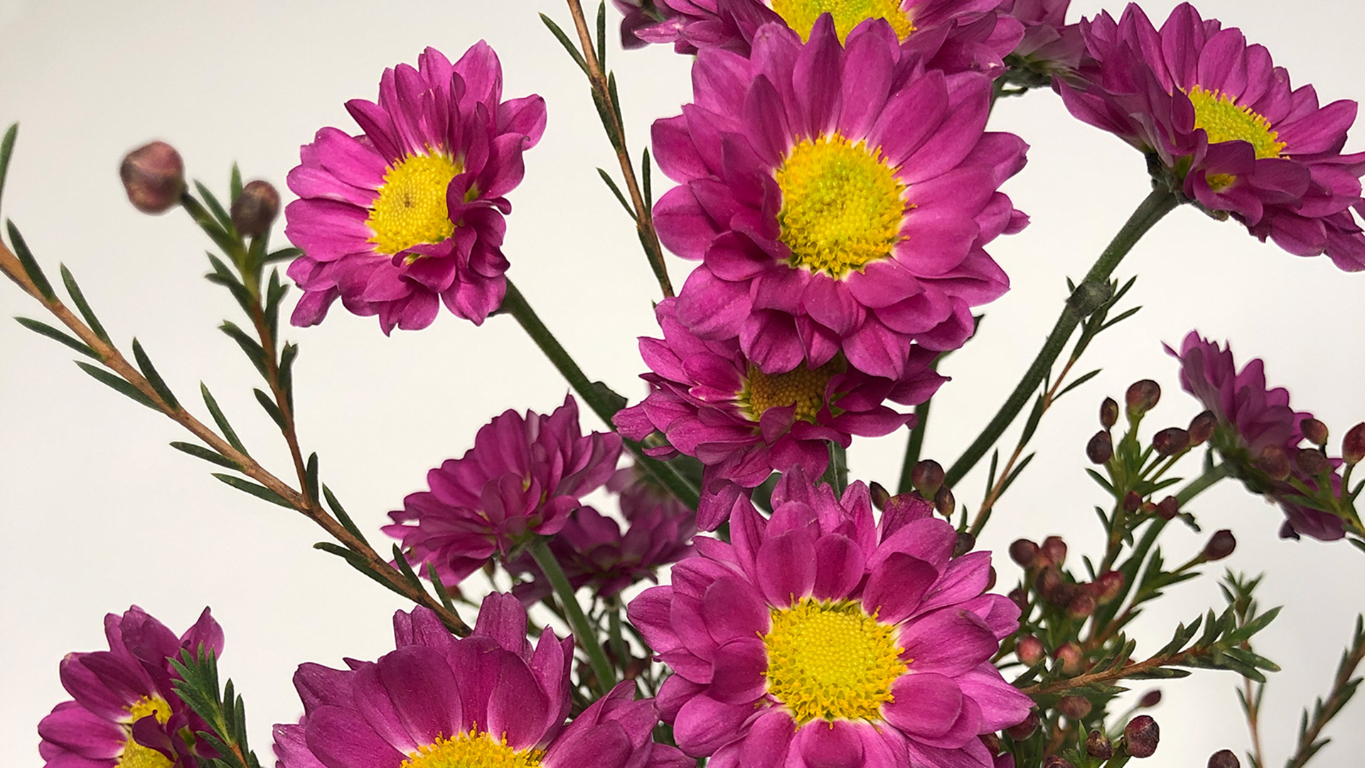 Fuchsiafarbene Chrysanthemen-Blüten
