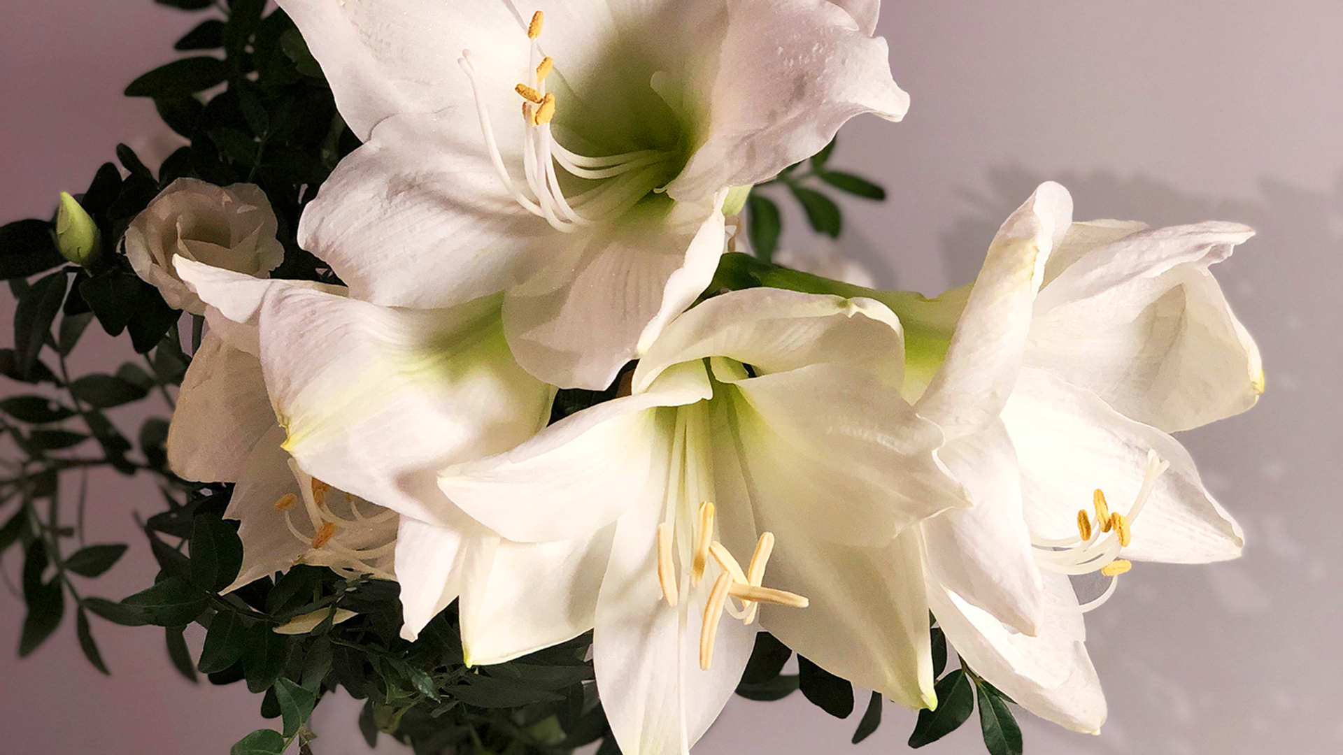 Weisse Amaryllis mit offenem Blütenkopf