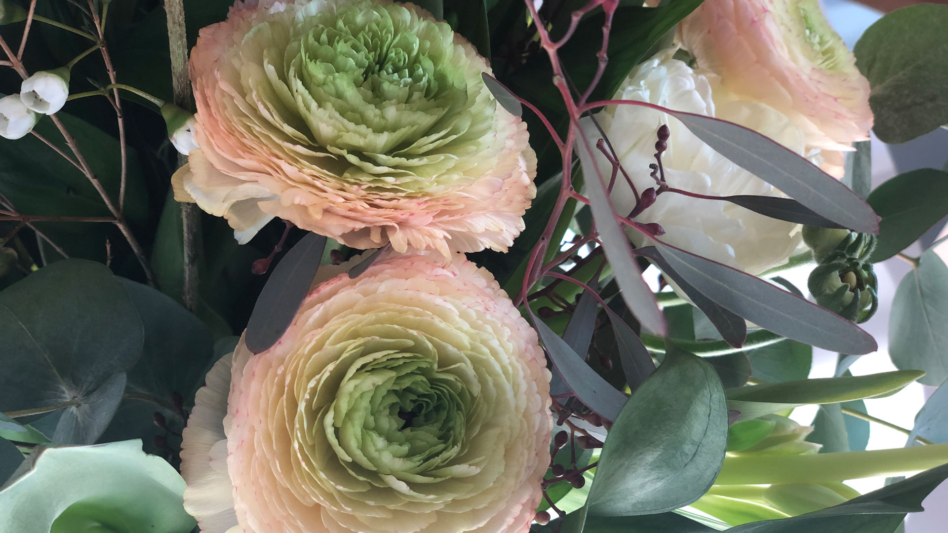 Blassrosa Ranunkel mit grünem Blütenkern
